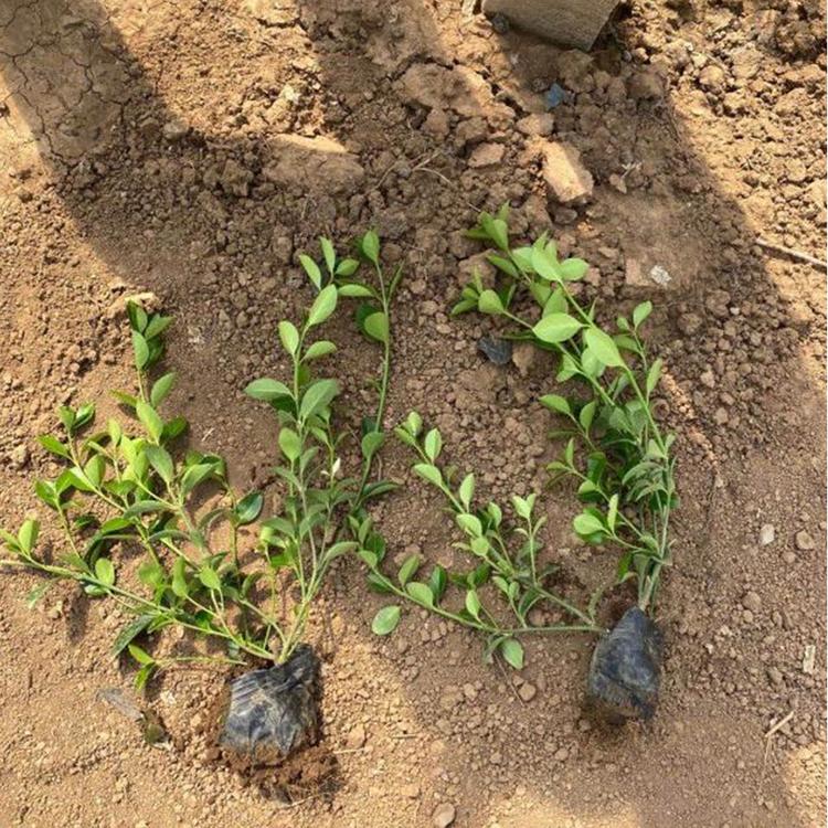 大叶扶芳藤种植基地  山东大叶扶芳藤报价  惠博花卉等你来