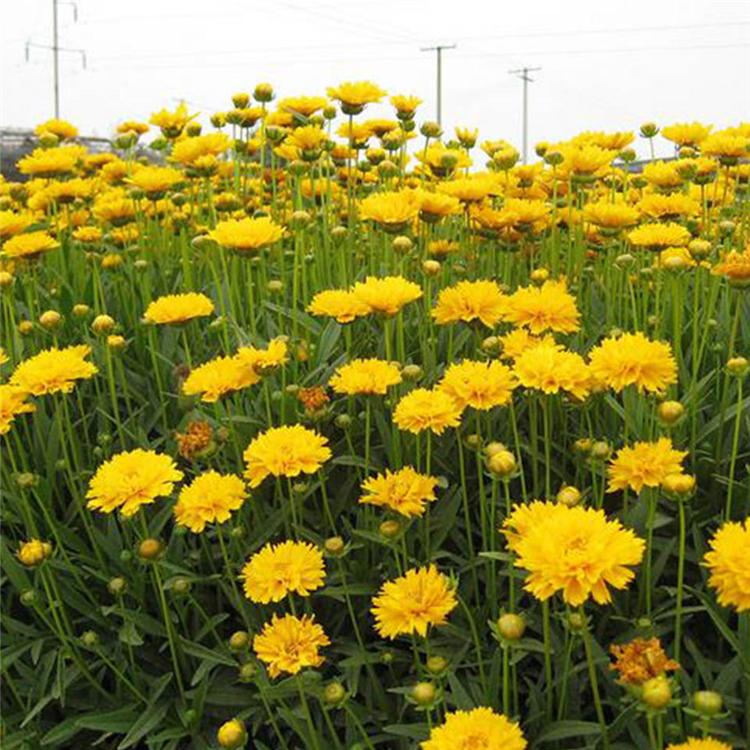 金鸡菊批发商 青州金鸡菊种植基地 大花金鸡菊价格