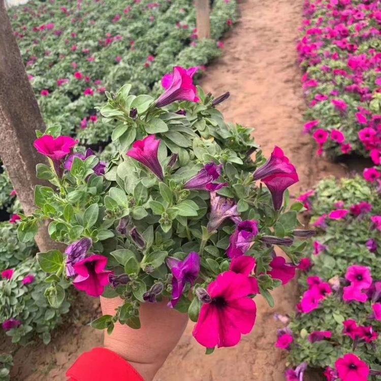 青州碧冬茄批发 碧冬茄 价格  碧冬茄小苗种植基地