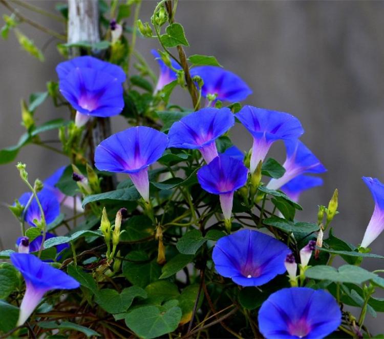 矮牵牛花 牵牛花苗价格 矮喇叭花 牵牛花批发