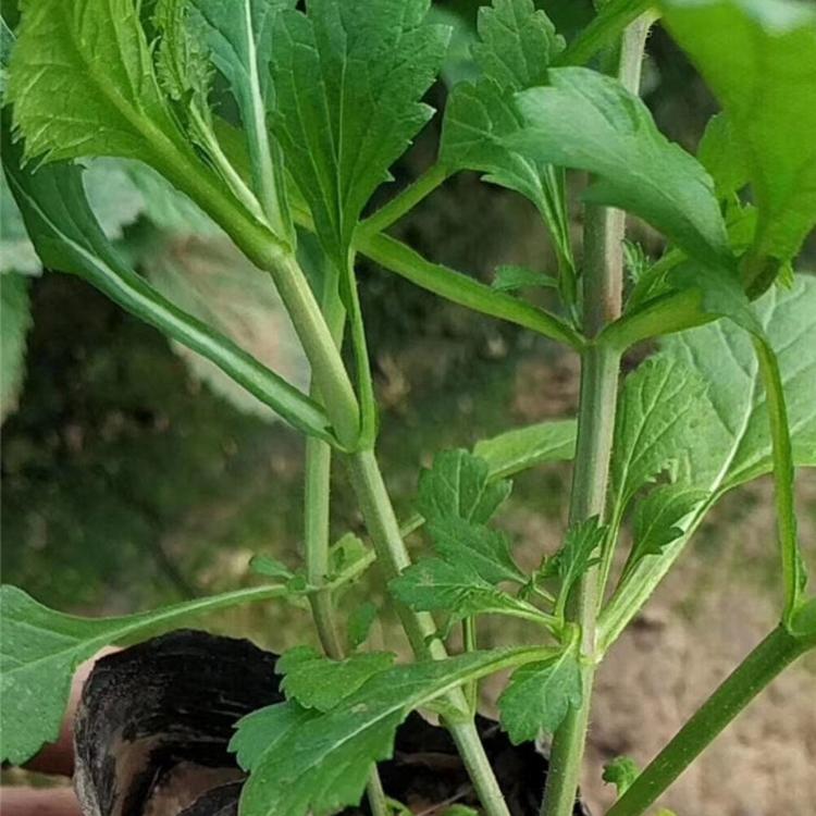 马鞭草 青州马鞭草批发商 苏鹏花卉大量出售 马鞭草价格