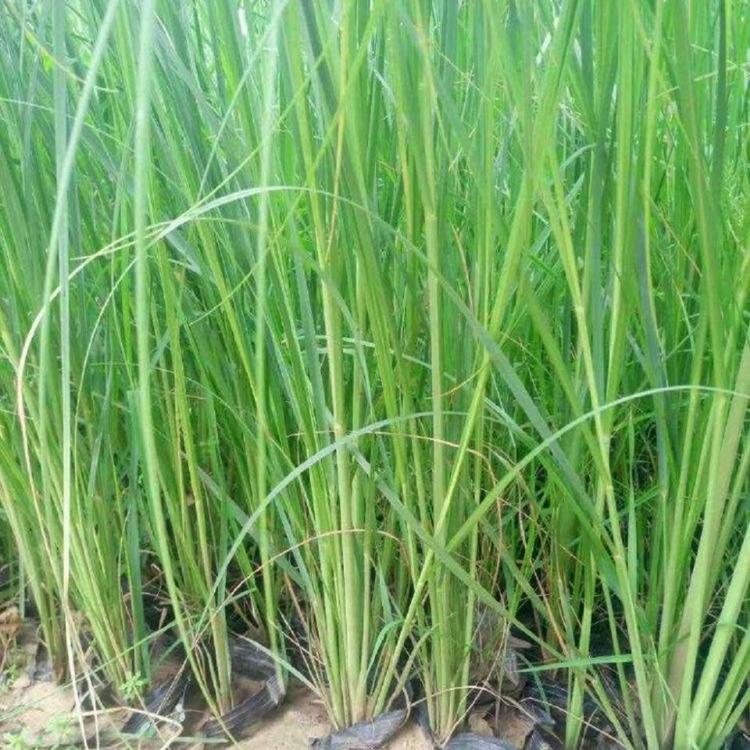 粉黛乱子草 现货直销 青州粉黛乱子草基地 天一