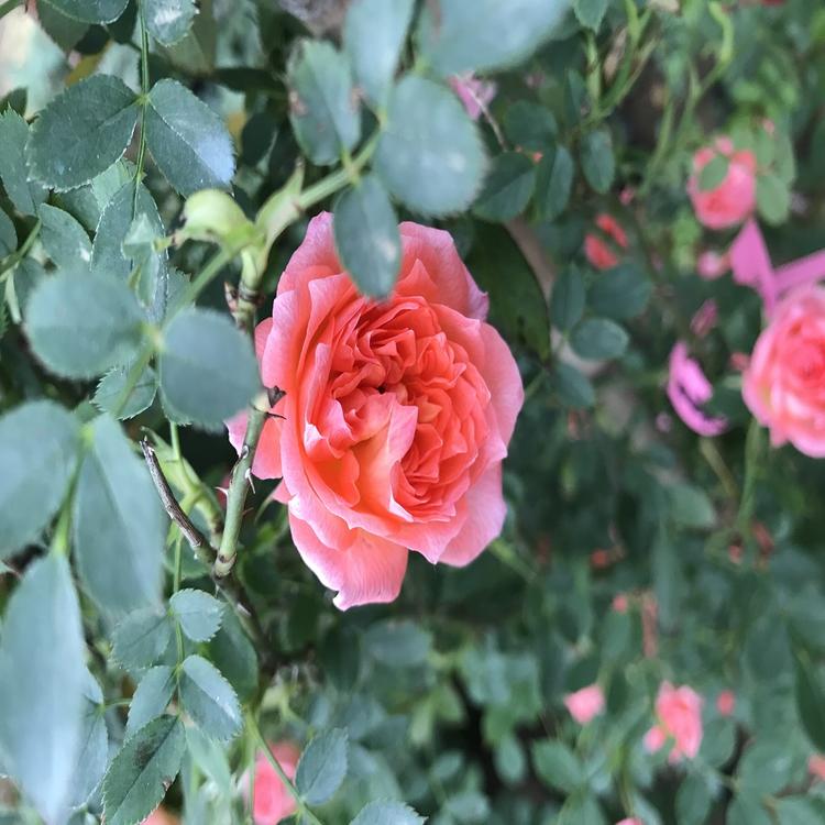 好苗预定中 月季花 大花月季 品种月季