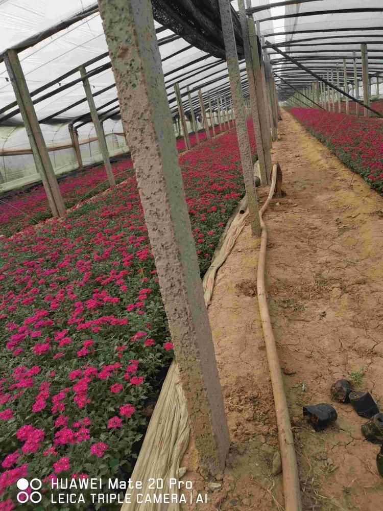 大量供应美女樱 美女樱批发 美女樱基地 青州美女樱