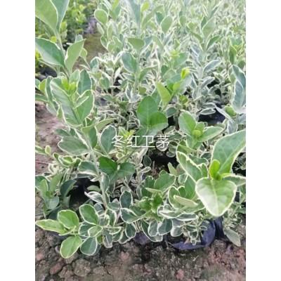冬红卫茅价格 冬红卫茅量大价优 冬红卫茅大量批发 冬红卫茅直售 冬红卫茅