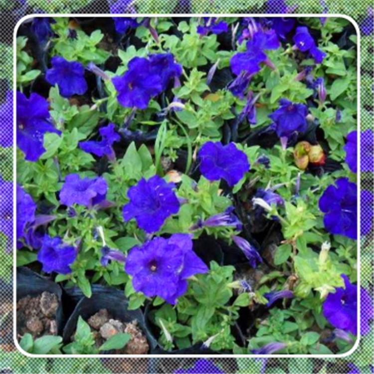 喇叭花绿化 花卉草花 批发价格