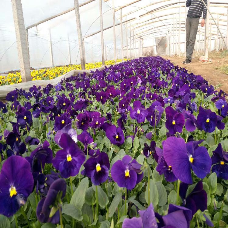 冬季抗寒 花卉品种 三色堇花卉批发  厂家供应 厂家直销