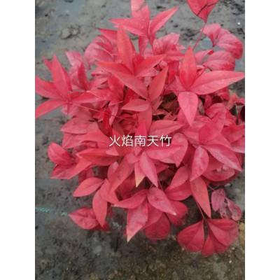 火焰南天竹 价格优惠 质量保障 红叶南天竹 红叶南天竹价格