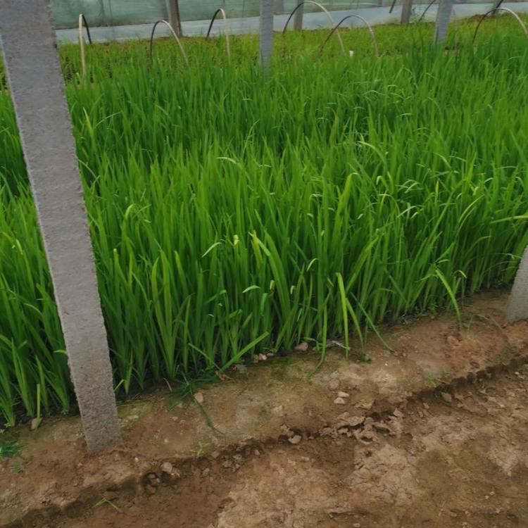 水生鸢尾 水生鸢尾基地 水生鸢尾批发 青州水生鸢尾 山东水生鸢尾