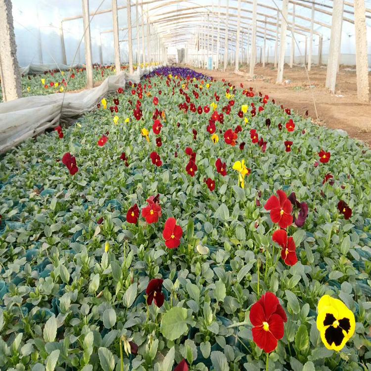 冬季抗寒 花卉品种生产厂家 三色堇花卉批发  厂家供应
