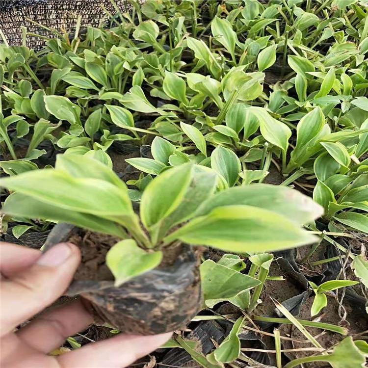 紫花玉簪 江瑞园艺紫花玉簪现货供应