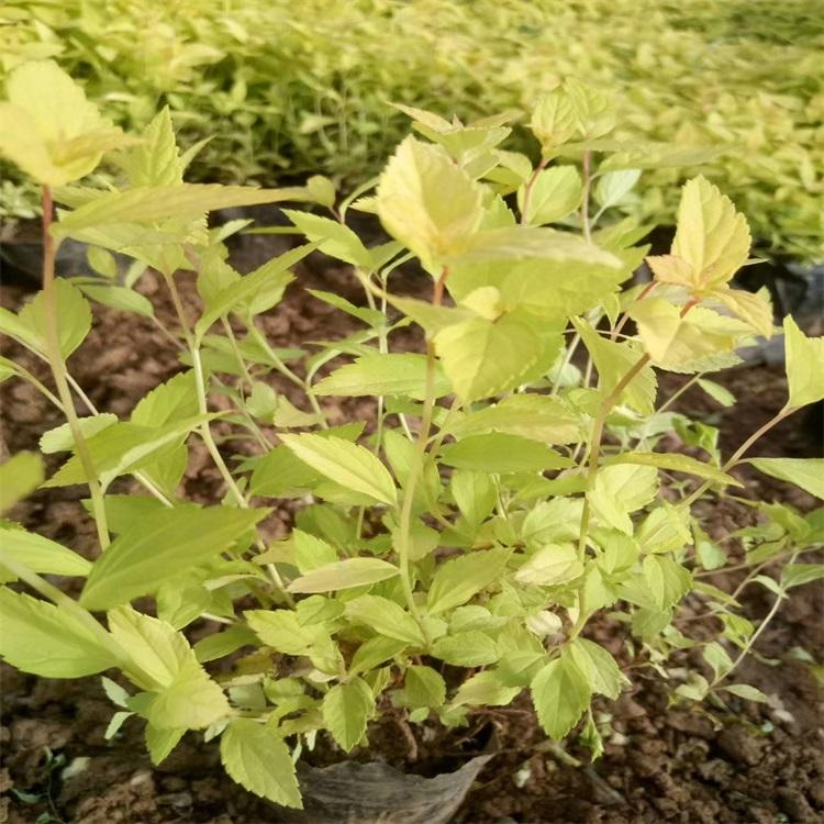 金山绣线菊 江瑞园艺金山绣线菊厂家供应