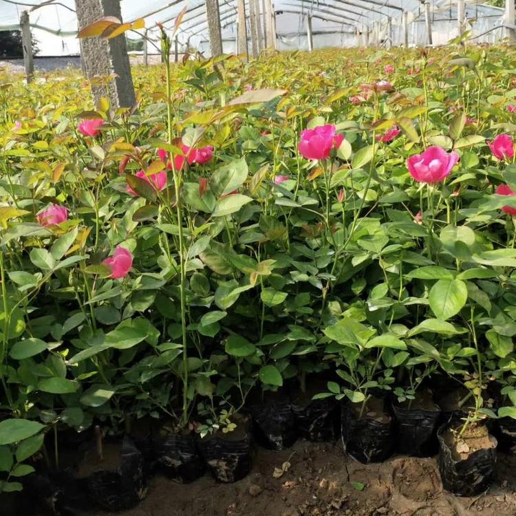 丰花月季批发来青州天一四季丰花月季种植基地