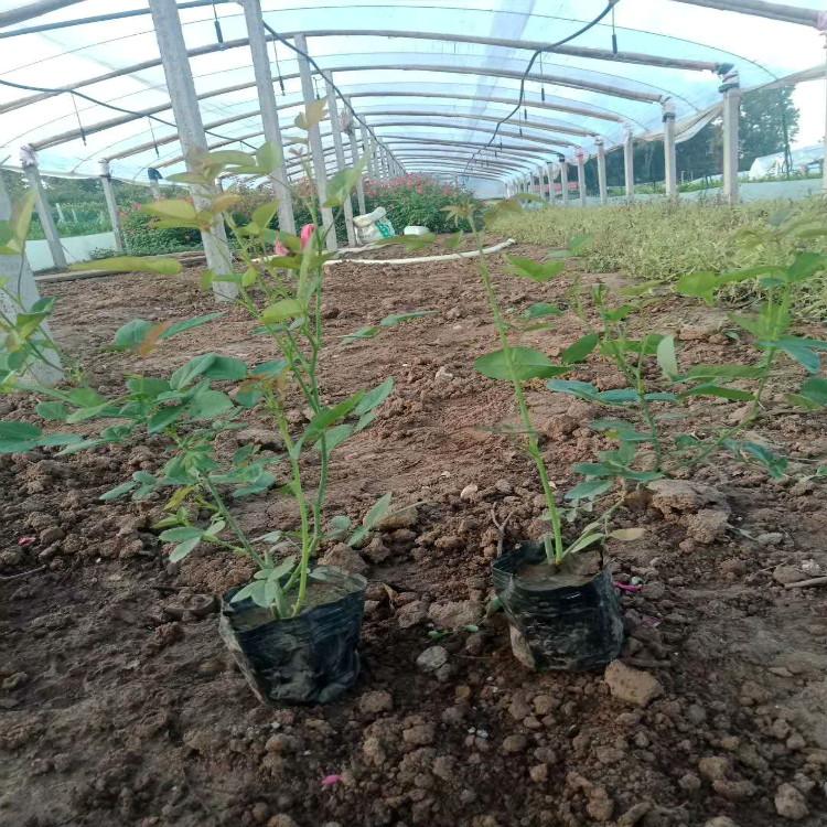 丰花月季自家苗圃直供丰花月季报价