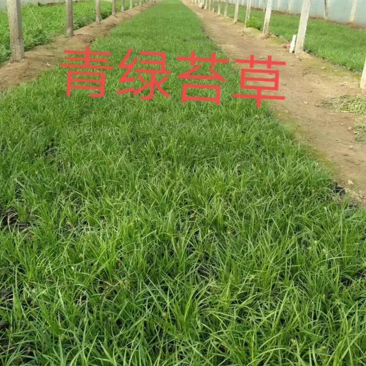 青绿苔草花海用苗山东青绿苔草价格