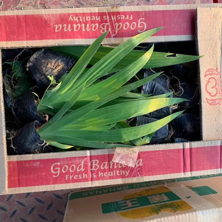 蓝花燕尾花卉用燕尾供应商青州天一花卉