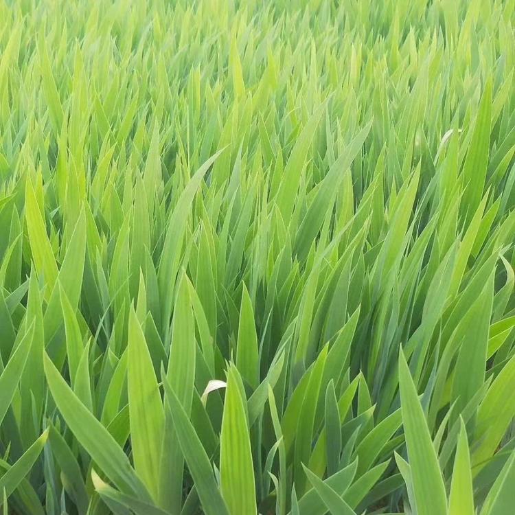 蓝花燕尾小苗燕尾种植基地大量现货直供