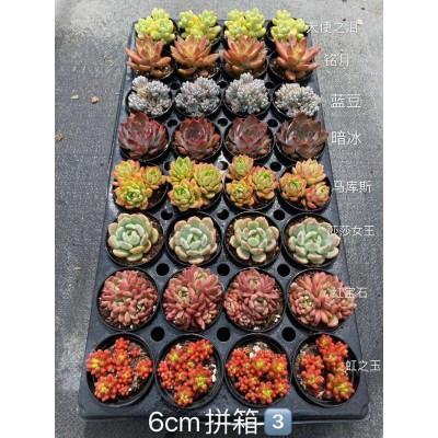 多肉植物肉肉盆栽带盆栽好套装组合肉肉植物多肉地摊批发特价清仓整箱