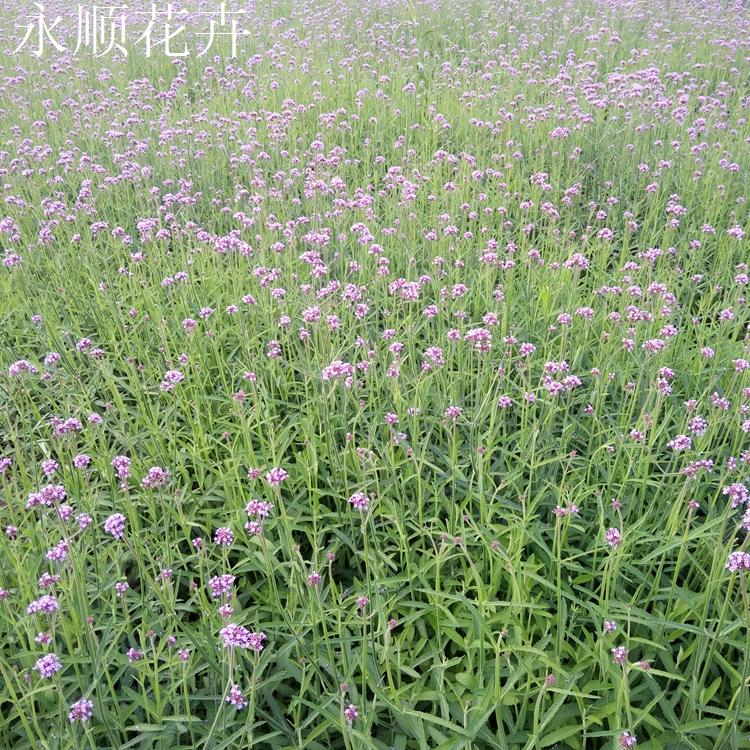 马鞭草供应 山东马鞭草