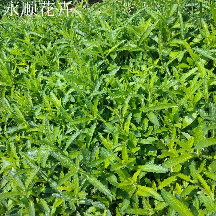 柳叶马鞭草报价 青州柳叶马鞭草 基地直供