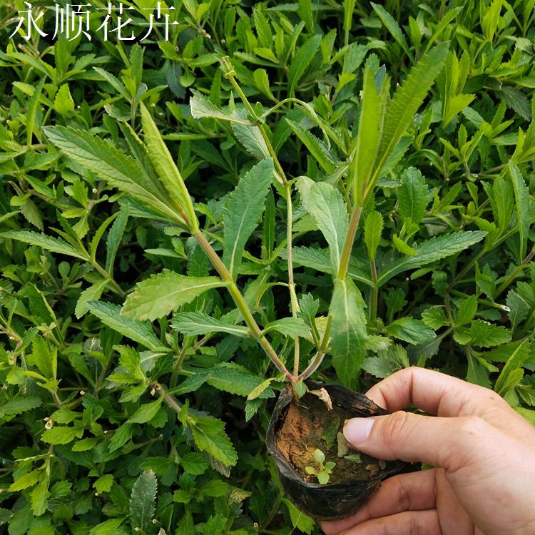 马鞭草报价 山东马鞭草 价格实惠