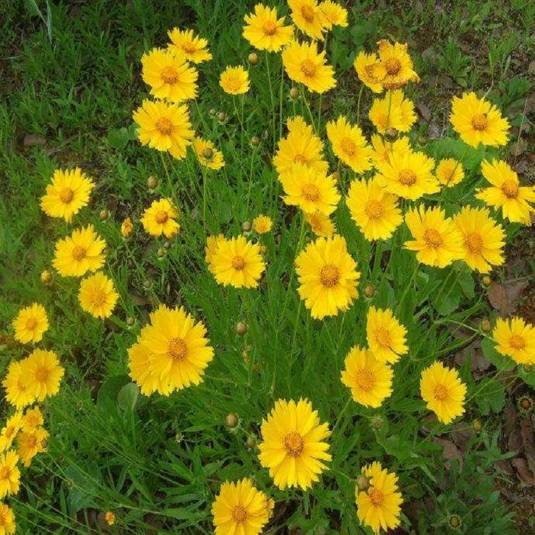 金鸡菊 金鸡菊种植基地 大量供应