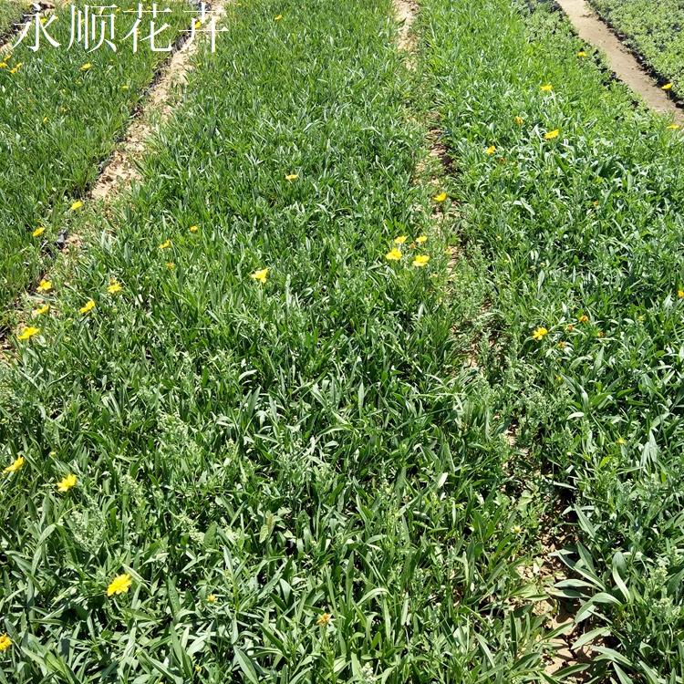 金鸡菊供应 潍坊金鸡菊 基地直供