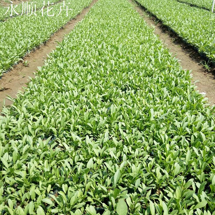 金鸡菊基地 青州金鸡菊 基地直供