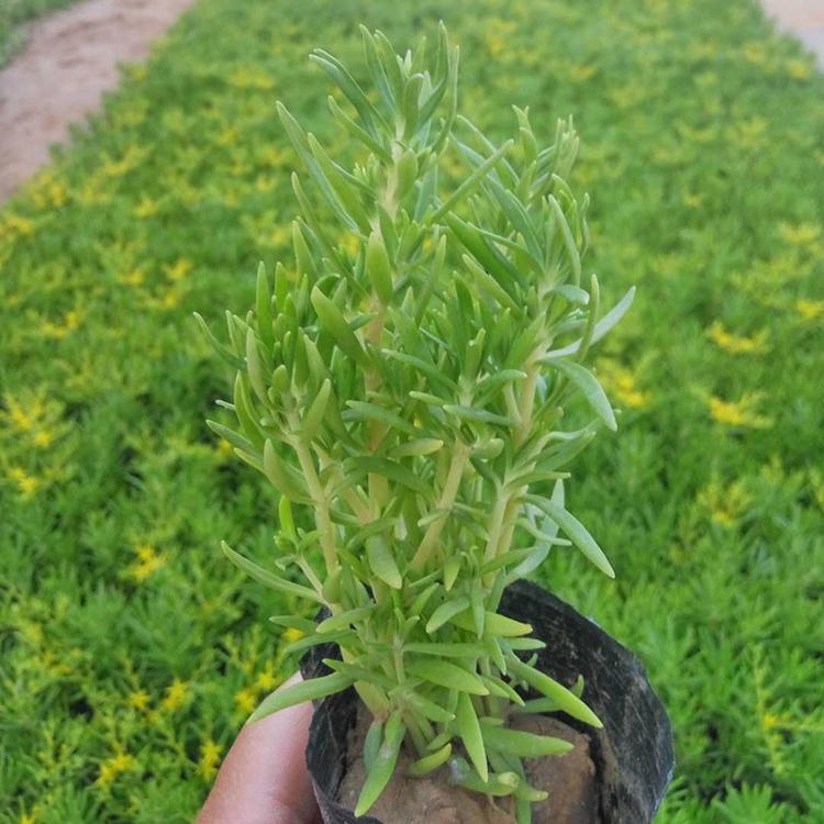 一键售后 佛甲草供应商 青州佛甲草