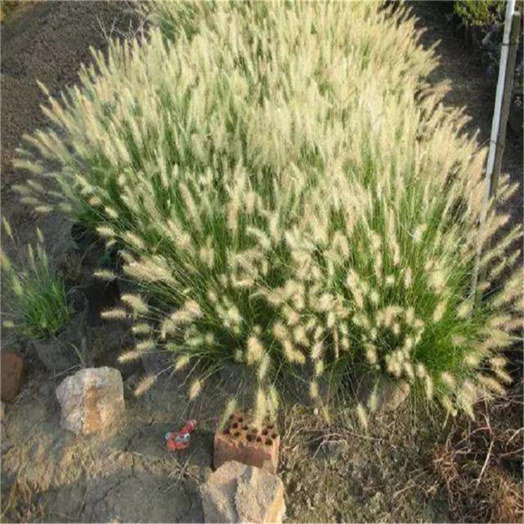 狼尾草苗圃直供 承玉花卉 狼尾草四季草花
