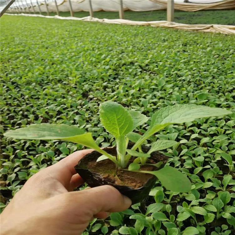 毛地黄常年批发 毛地黄景观花卉 承玉花卉
