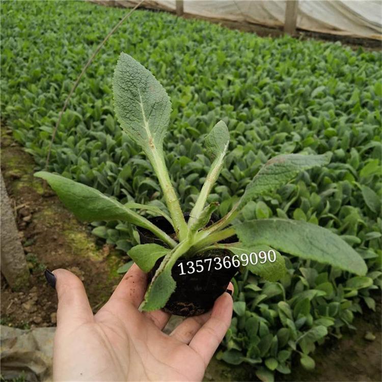 毛地黄的价格 毛地黄绿化植物