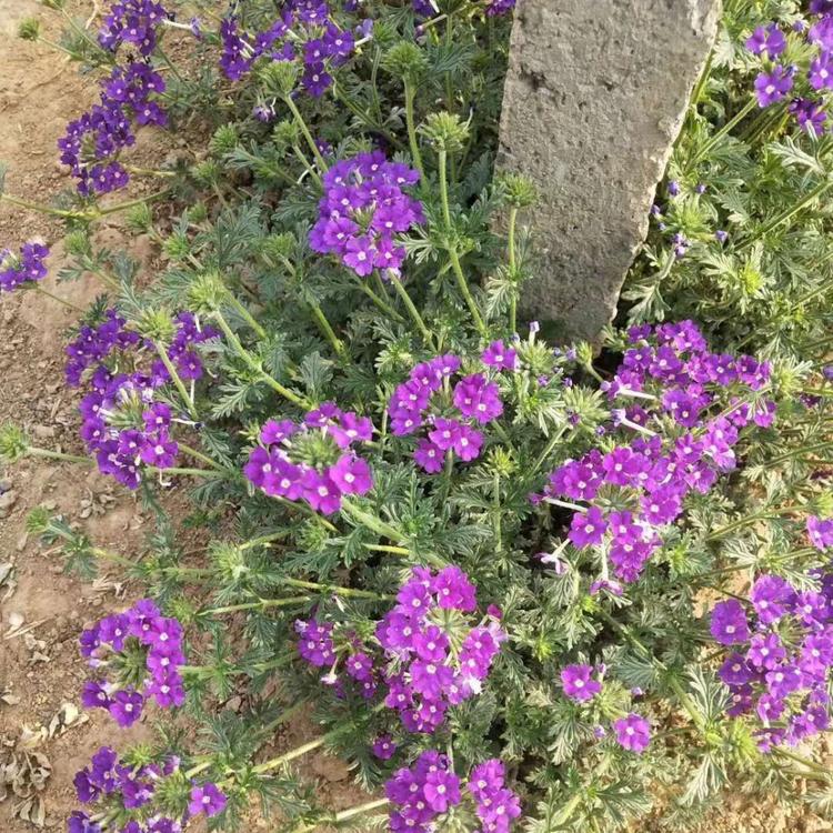 美女樱供应商.北方草花地被基地美女樱