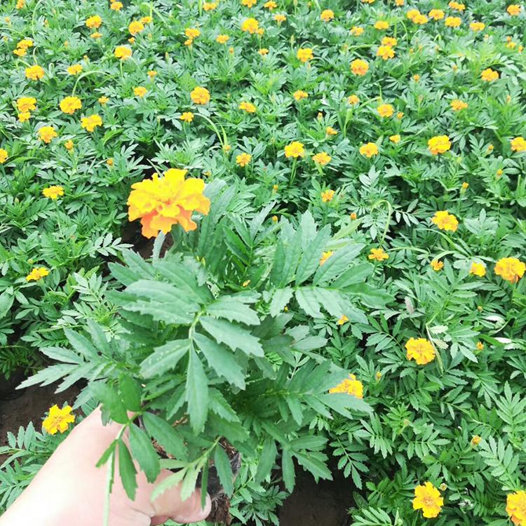 现货出售孔雀草 租摆孔雀草 孔雀草供应商
