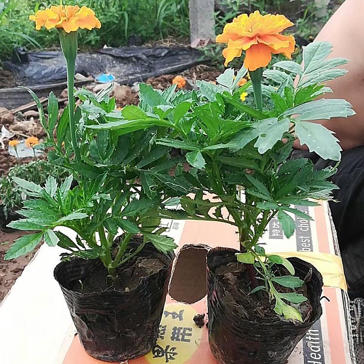 基地直销孔雀草 孔雀草花海 孔雀草基地