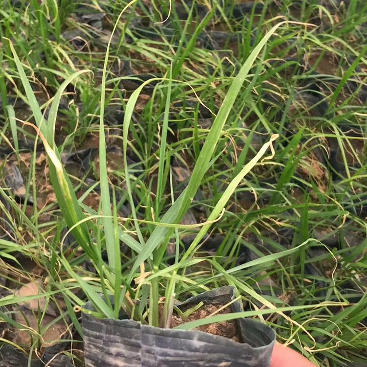 狼尾草价格 耐旱狼尾草批发 现货直销 青州锦帆
