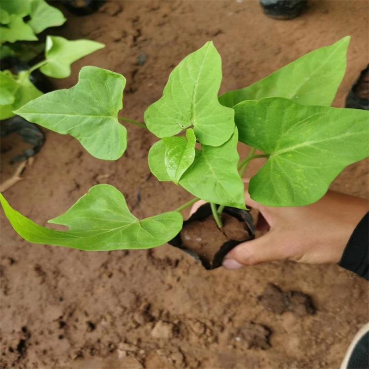 黄金薯价格 黄金薯基地批发 江瑞园艺现货供应 欢迎选购