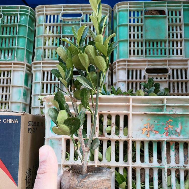 绿化苗木采购 山东绿化苗木种植基地 绿化苗木批发