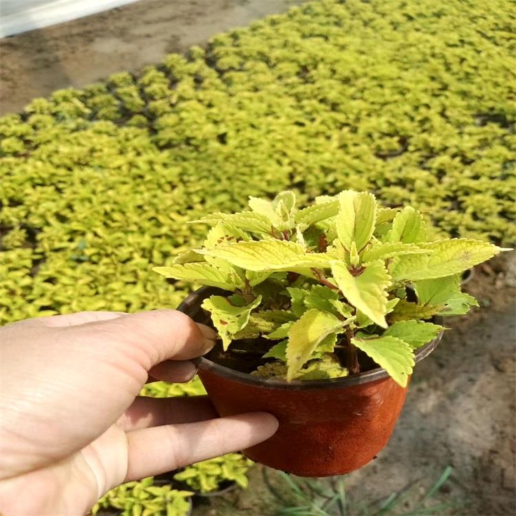 彩叶草 火焰彩叶草价格 彩叶草种植基地 江瑞火焰彩叶草供应商