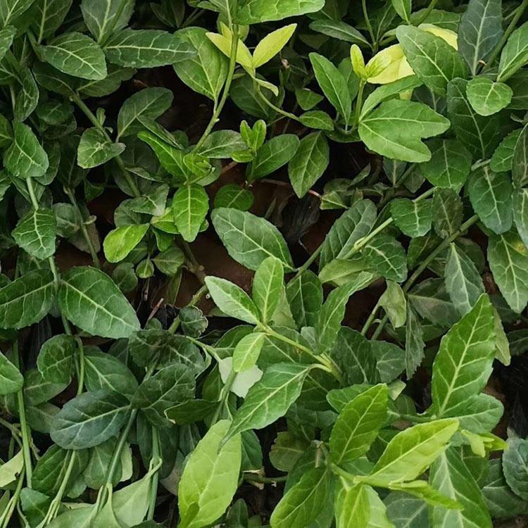 扶芳藤行情 价格从优 青州扶芳藤