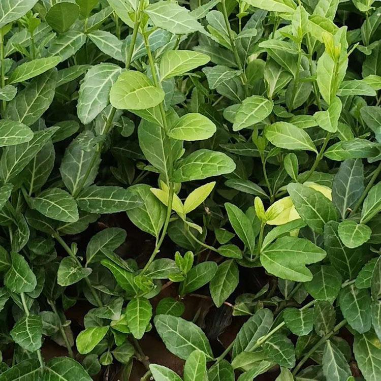小叶扶芳藤 山东小叶扶芳藤种植基地