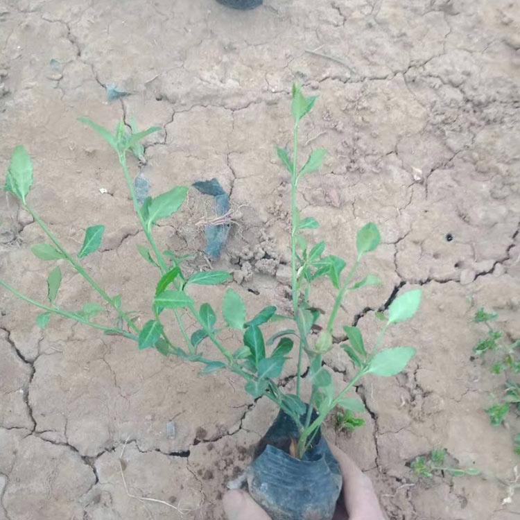小叶扶芳藤价格 苗圃供应现货 山东小叶扶芳藤