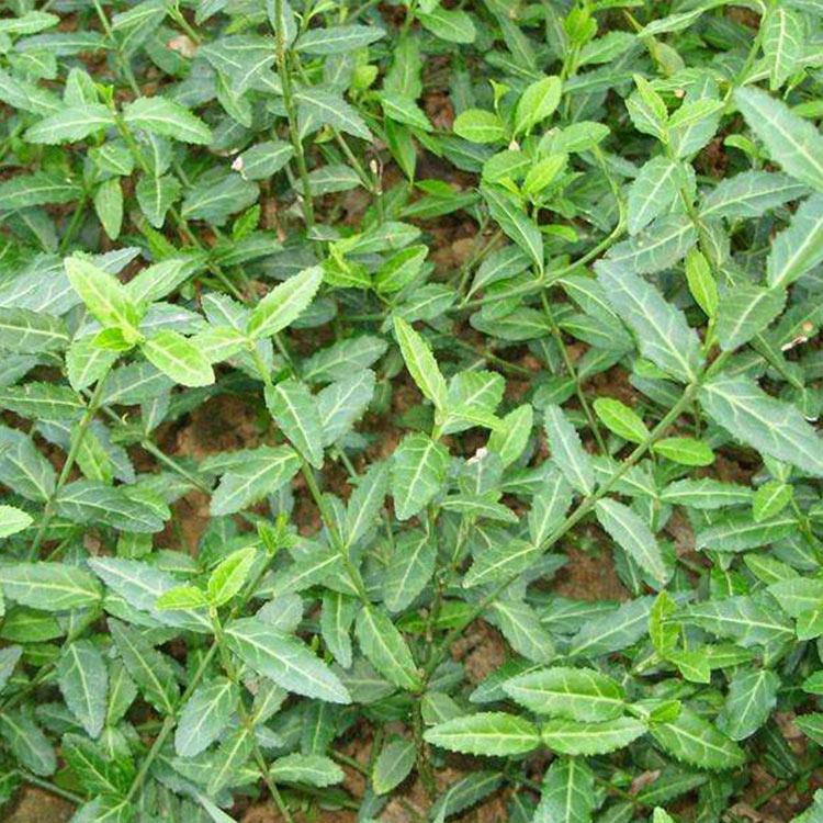 扶芳藤树苗直销 基地供应 山东扶芳藤树苗