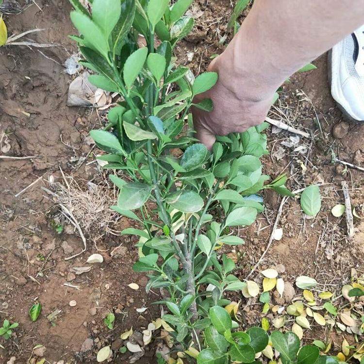 冬青绿化小苗 山东冬青基地-锦帆 多型号供应 冬青价格