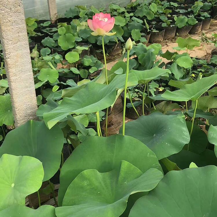 荷花批发 山东荷花基地_锦帆 荷花 质量好