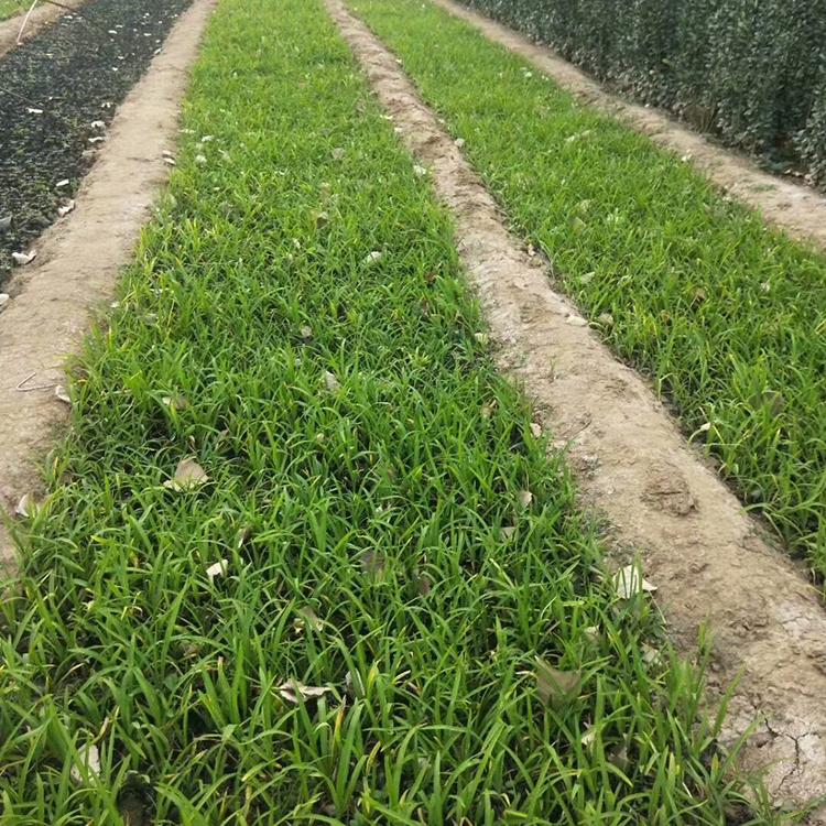萱草 基地直销萱草小苗 萱草价格