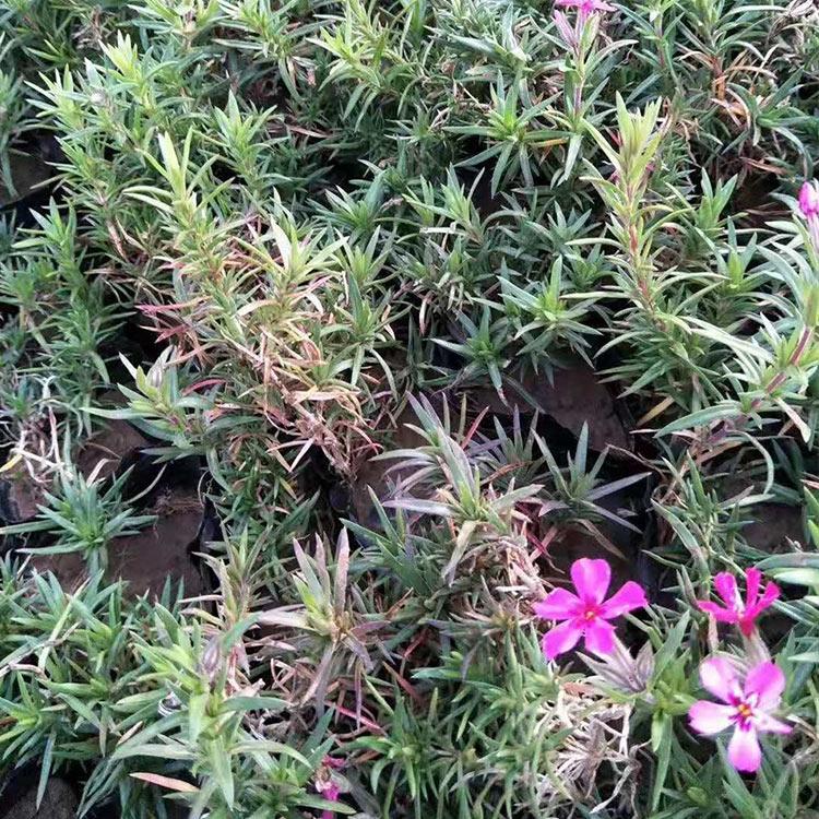 福禄考批发价格 山东草花 山东福禄考