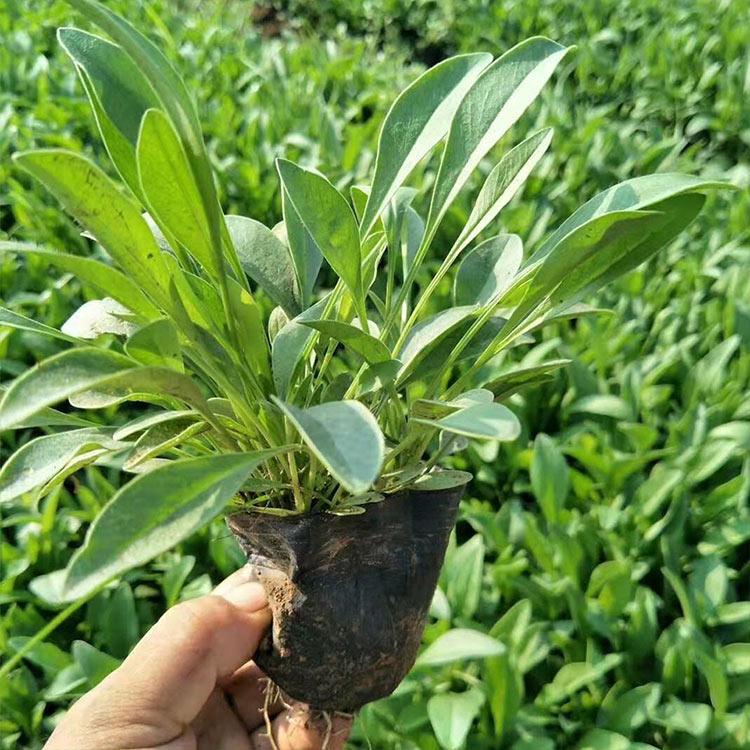 宿根福禄考 青州草花 福禄考直销