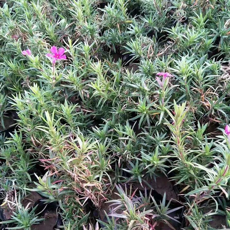 福禄考种植基地 基地直销 青州丛生福禄考