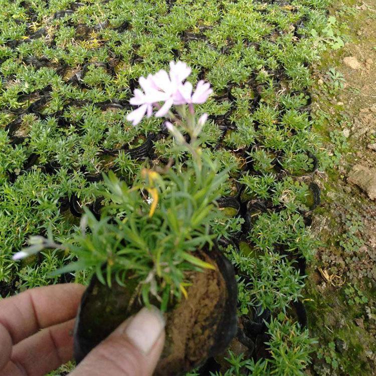 福禄考直销 基地直销 山东宿根福禄考